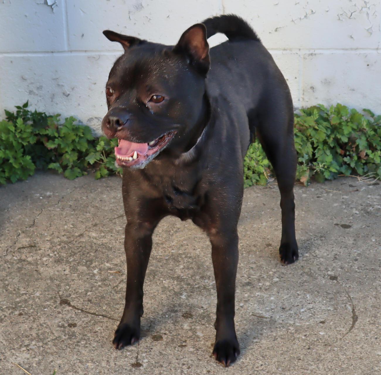 Enlarge Pearl, a Adoptable mixed breed in Euclid, OH image 4/4