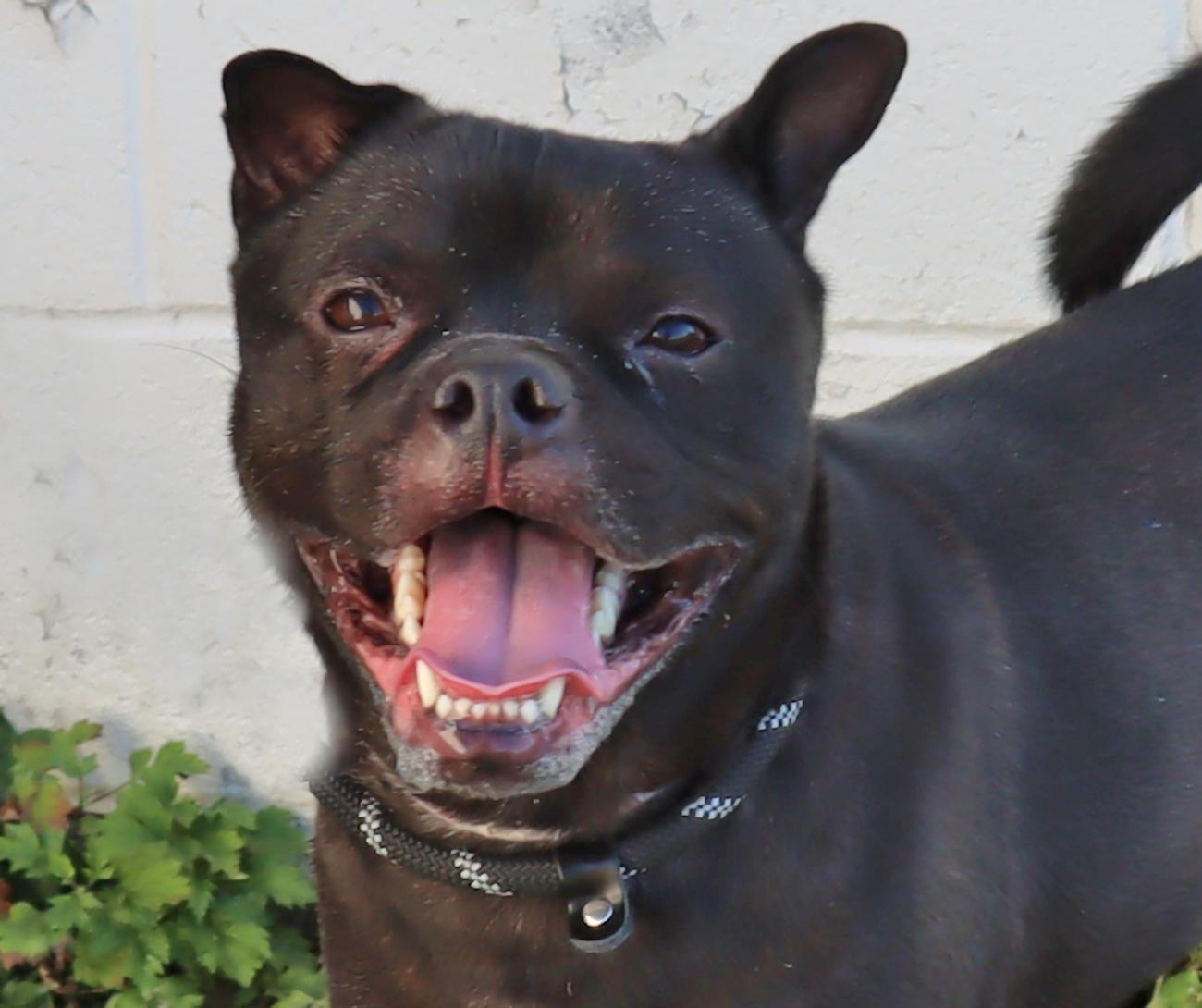 Pearl, Adoptable, Adult Female Shiba Inu.