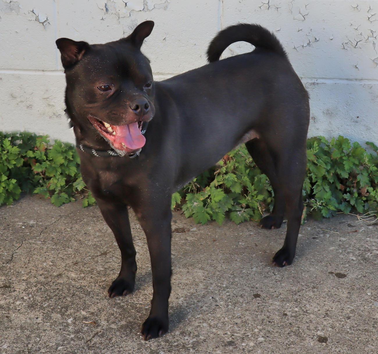 Enlarge Pearl, a Adoptable mixed breed in Euclid, OH image 2/4