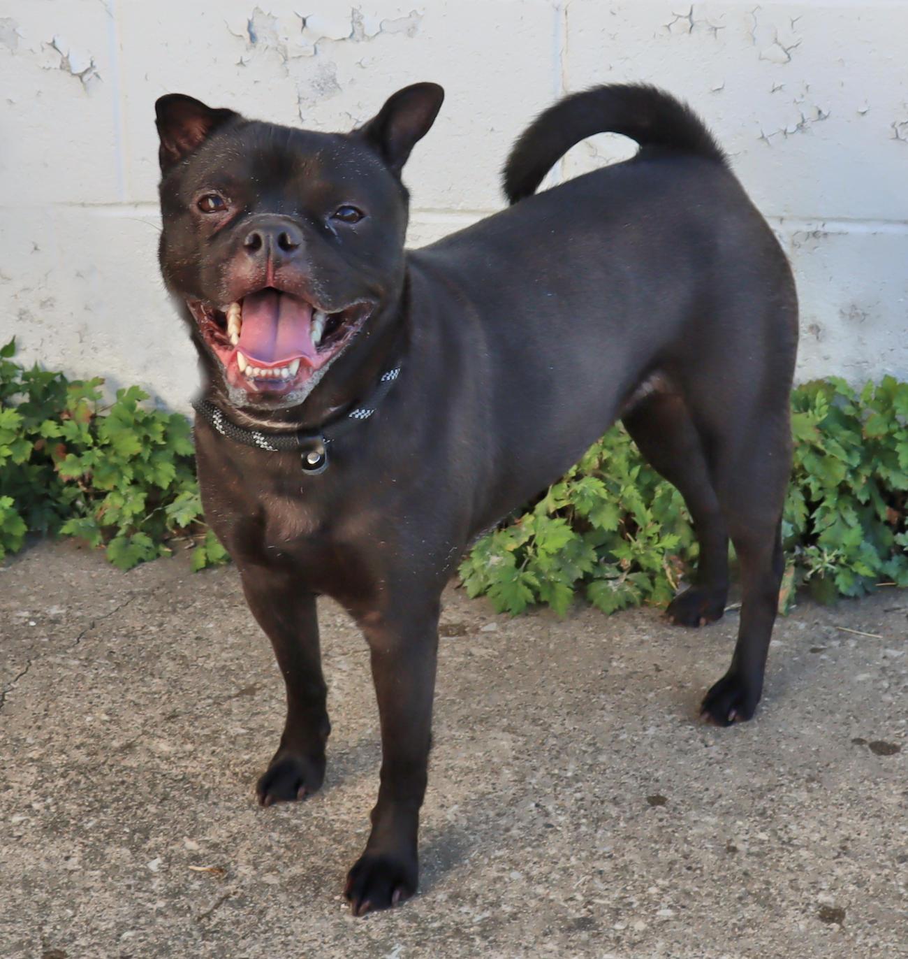 Enlarge Pearl, a Adoptable mixed breed in Euclid, OH image 3/4