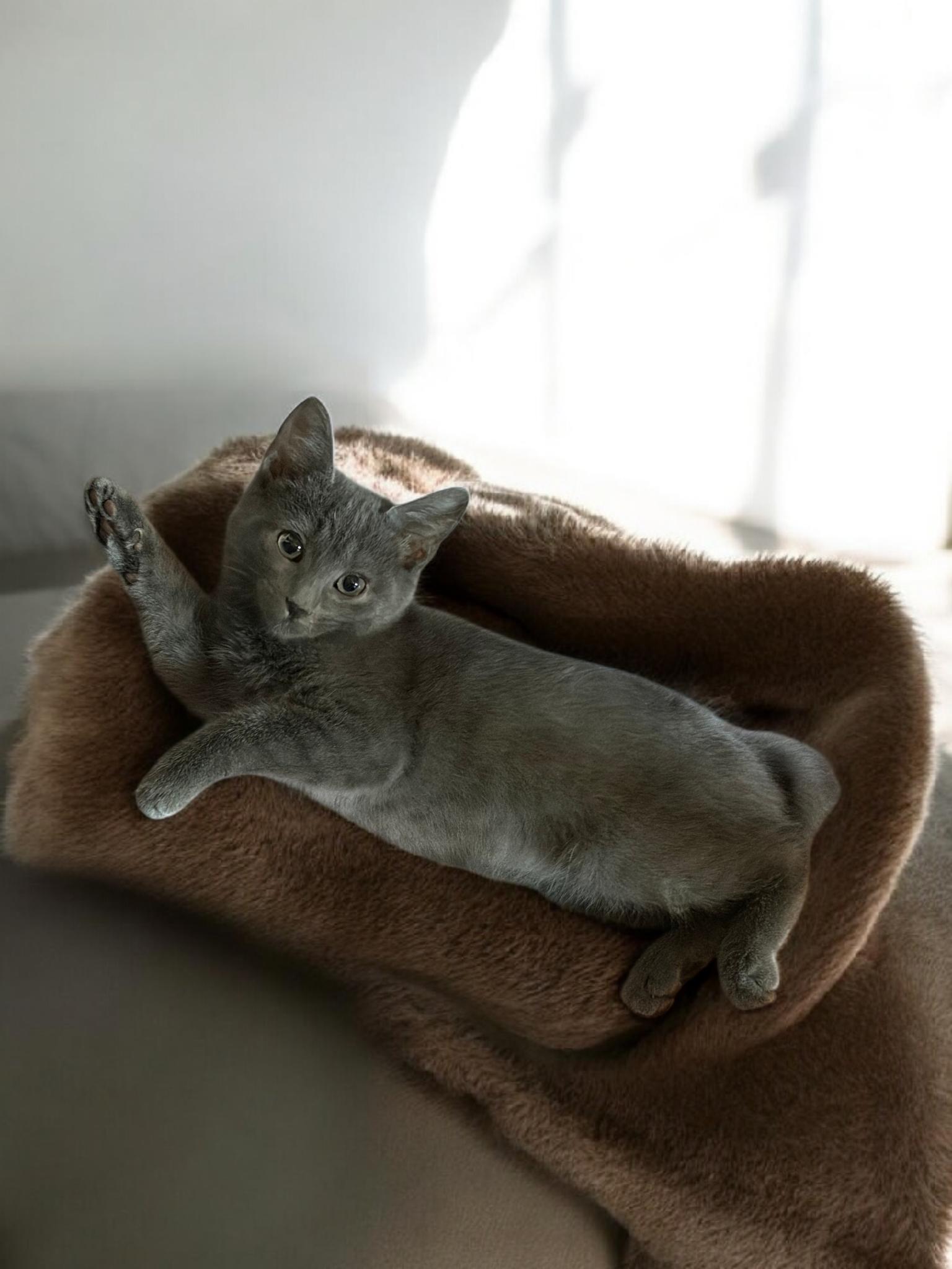 Stormy Wishes , ADOPTABLE, Kitten Female Russian Blue.