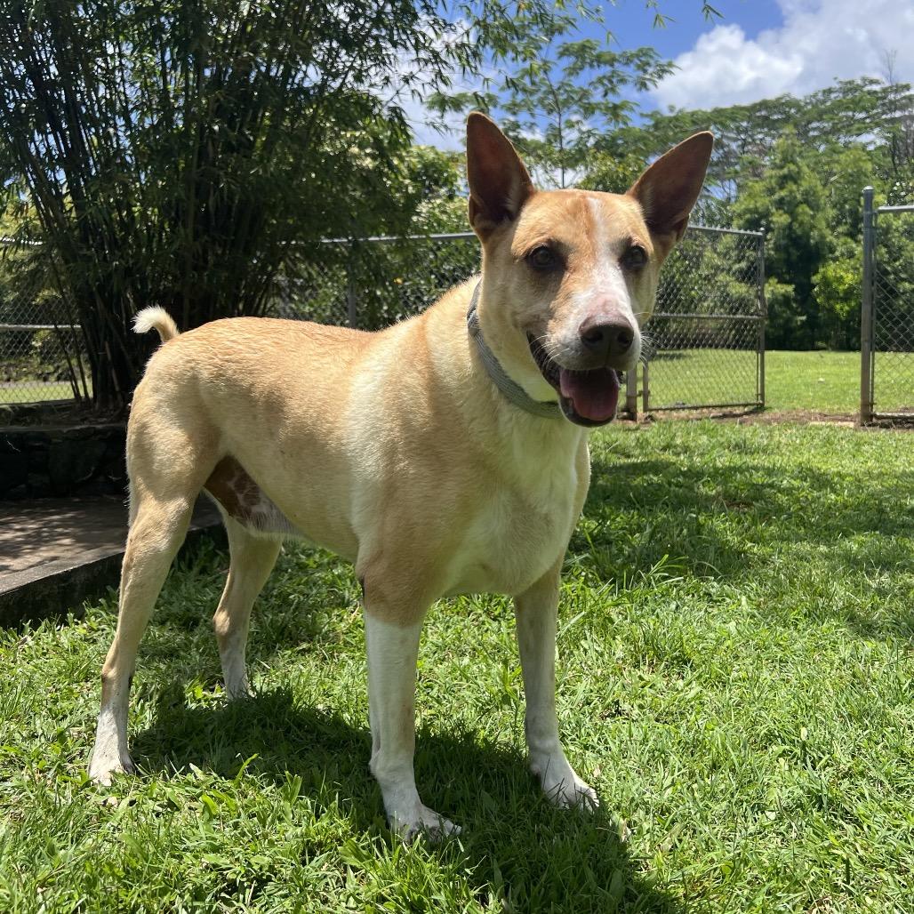 Kato, Adoptable, Senior Male Mixed Breed.