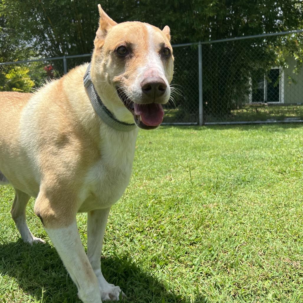 Enlarge Kato, a Adoptable Mixed Breed in Keaau, HI image 2/4