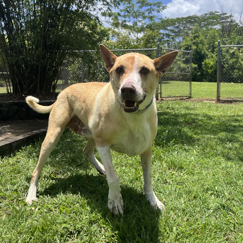 Enlarge Kato, a Adoptable Mixed Breed in Keaau, HI image 3/4