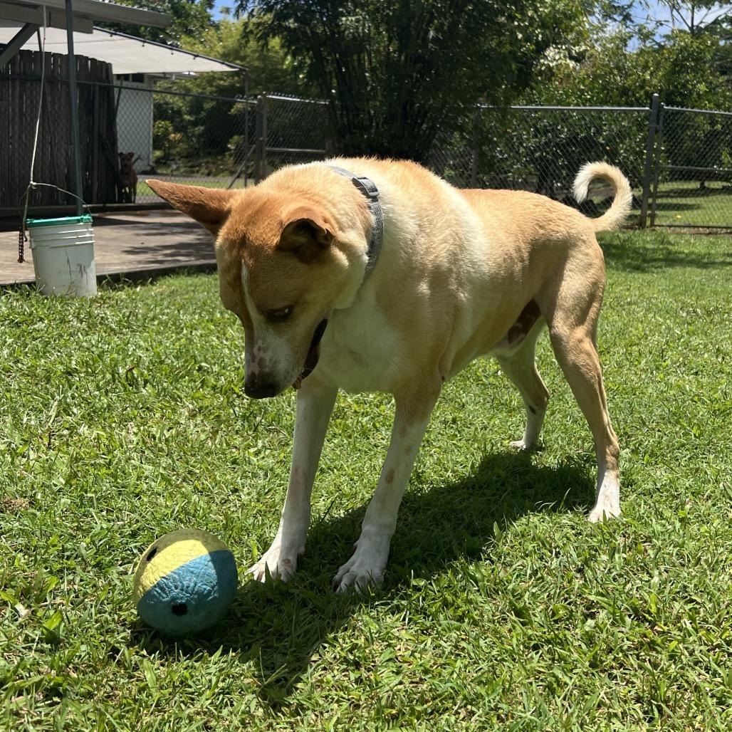 Enlarge Kato, a Adoptable Mixed Breed in Keaau, HI image 4/4