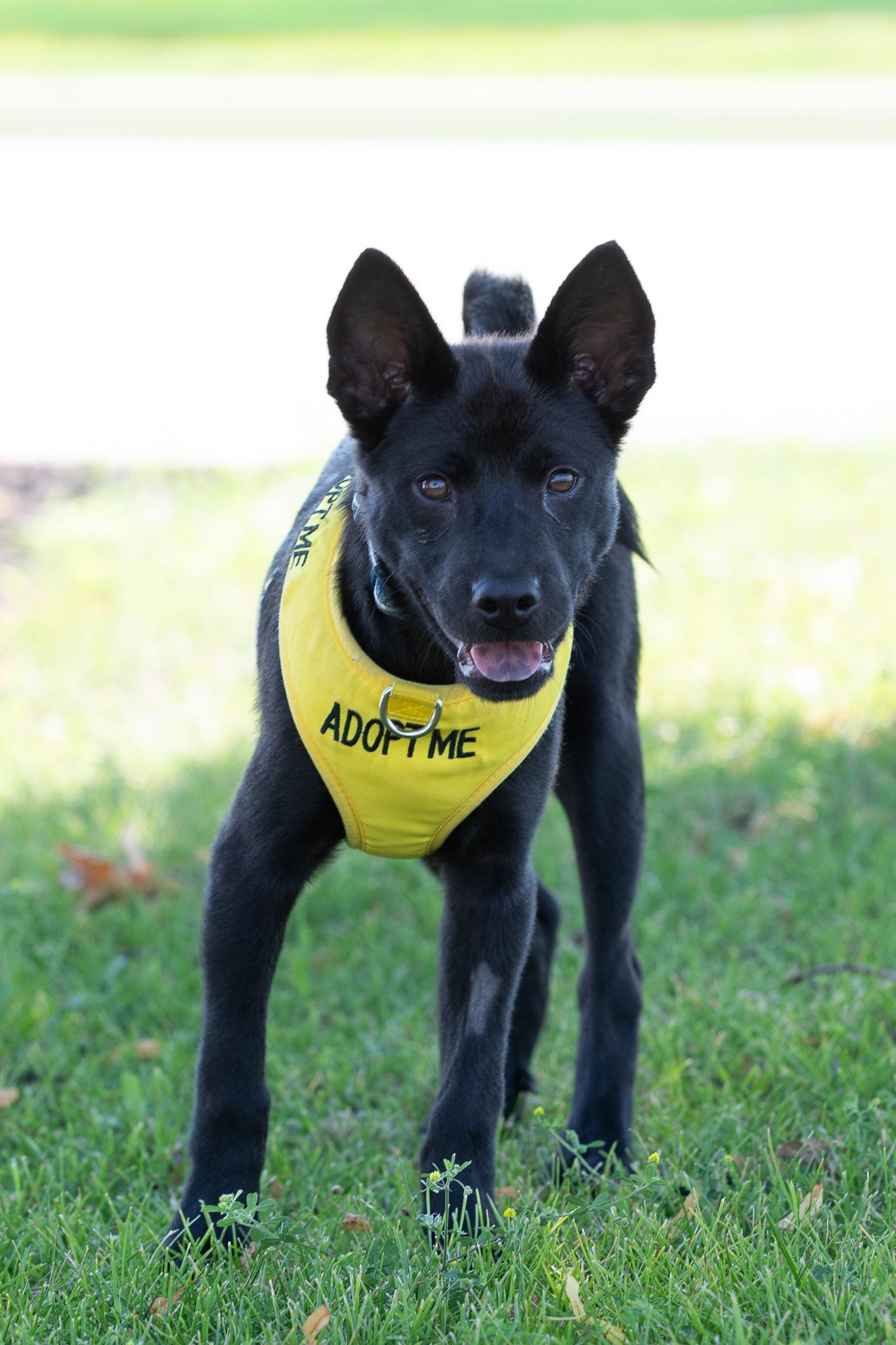 Enlarge Cullen, a Adoptable mixed breed in Farmington, MN image 4/5