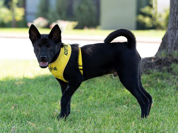 Enlarge Cullen, a Adoptable mixed breed in Farmington, MN image 3/5