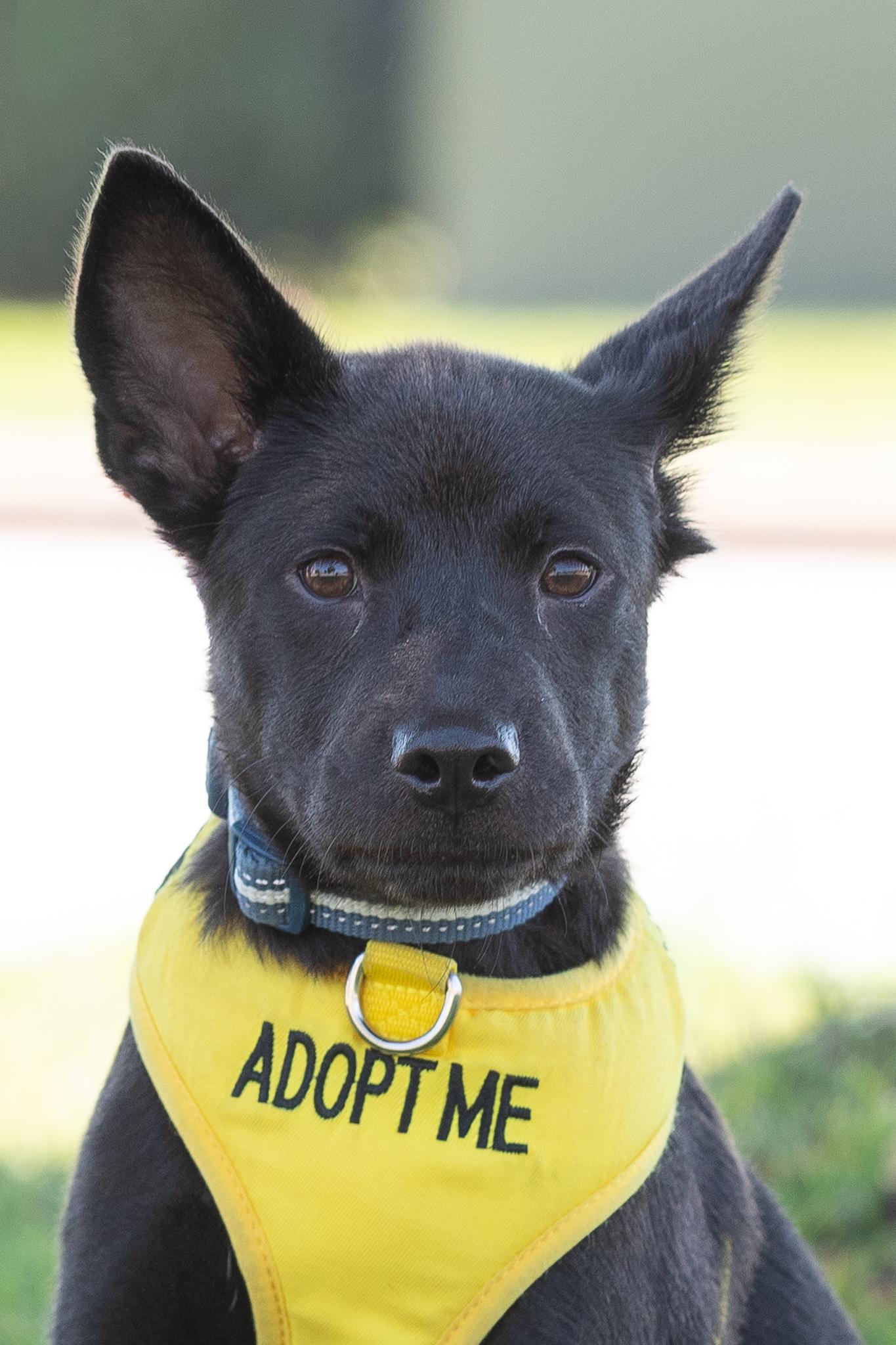 Enlarge Cullen, a Adoptable mixed breed in Farmington, MN image 2/5