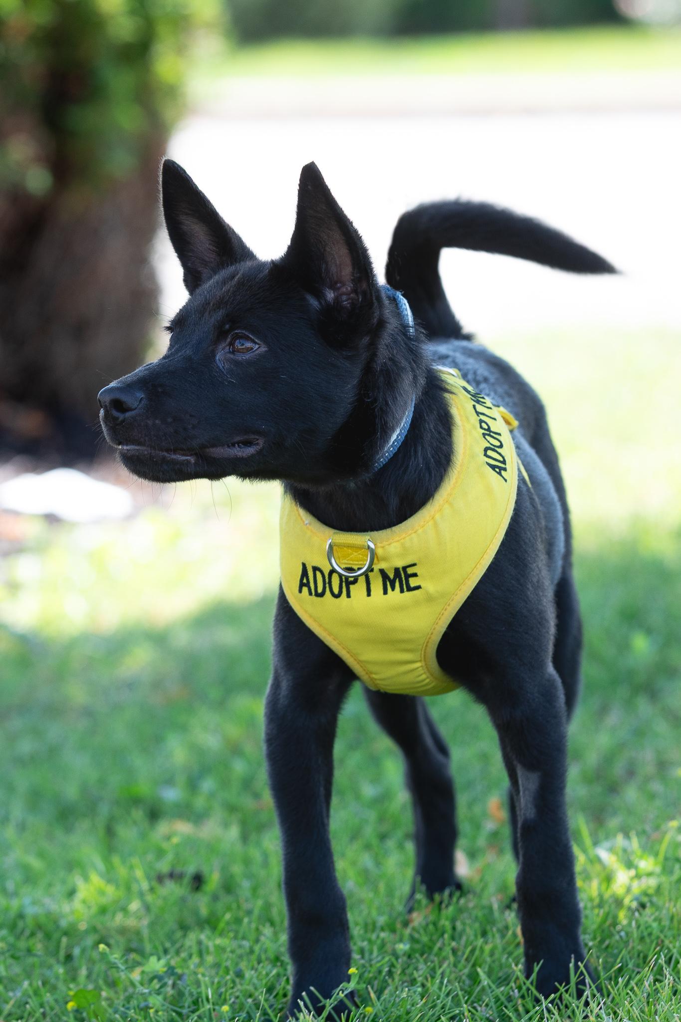 Enlarge Cullen, a Adoptable mixed breed in Farmington, MN image 5/5
