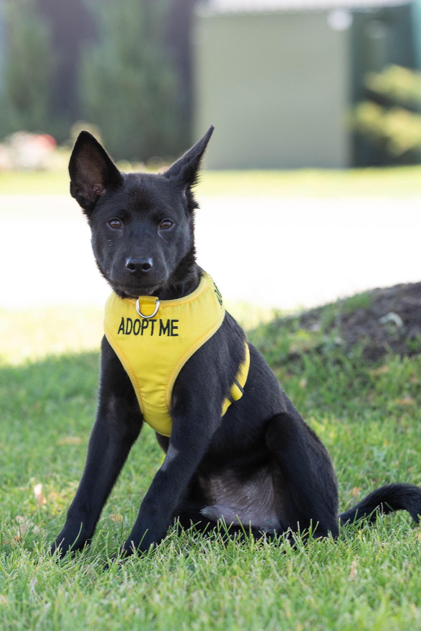 Enlarge Cullen, a Adoptable mixed breed in Farmington, MN image 1/5
