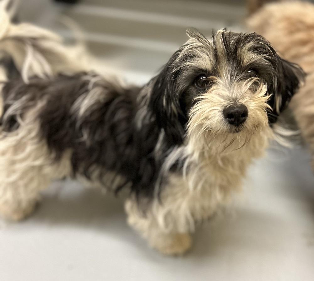 Enlarge Salsa, an adopted Mixed Breed in Mason City, IA image 2/2