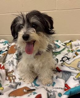 Salsa, adopted, Adult Female Mixed Breed.