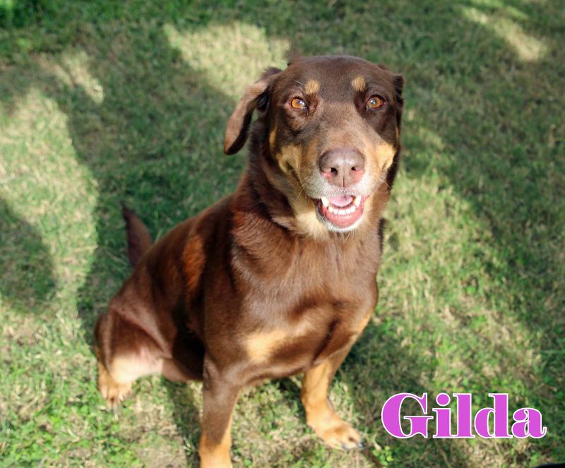GILDA, ADOPTABLE, Adult Female Irish Setter.