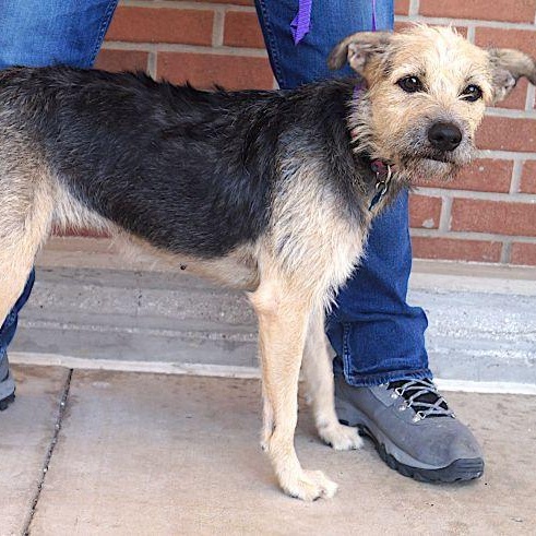 Enlarge Tammy, a ADOPTABLE mixed breed in Carrollton, TX image 3/3