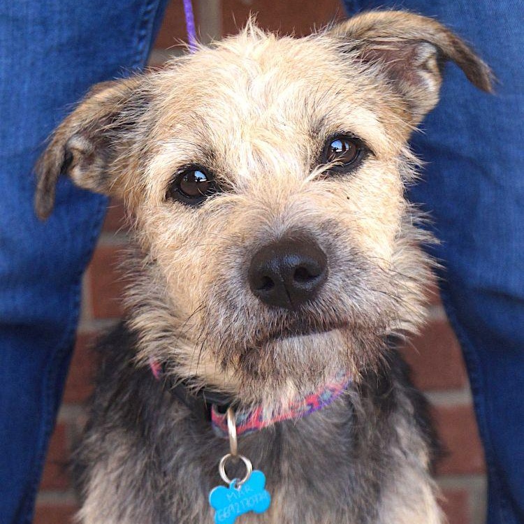 Tammy, ADOPTABLE, Adult Female Border Terrier.