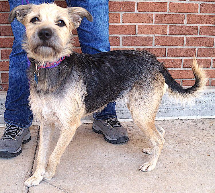 Enlarge Tammy, a ADOPTABLE mixed breed in Carrollton, TX image 2/3