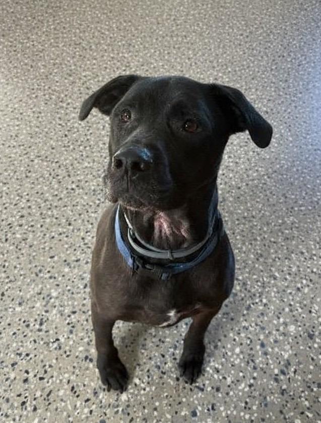 BJORN, Adoptable, Adult Male Black Labrador Retriever.