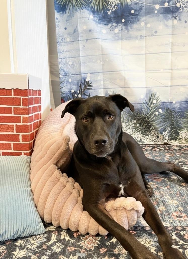 Enlarge BJORN, a Adoptable Black Labrador Retriever in Athens, AL image 2/6