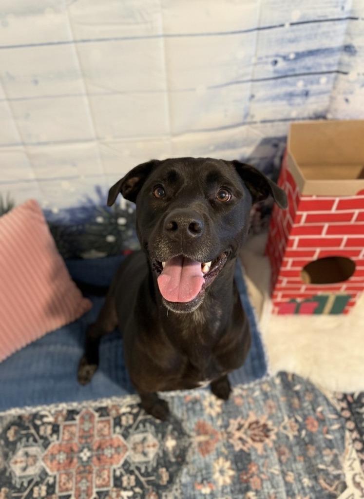 Enlarge BJORN, a Adoptable Black Labrador Retriever in Athens, AL image 3/6
