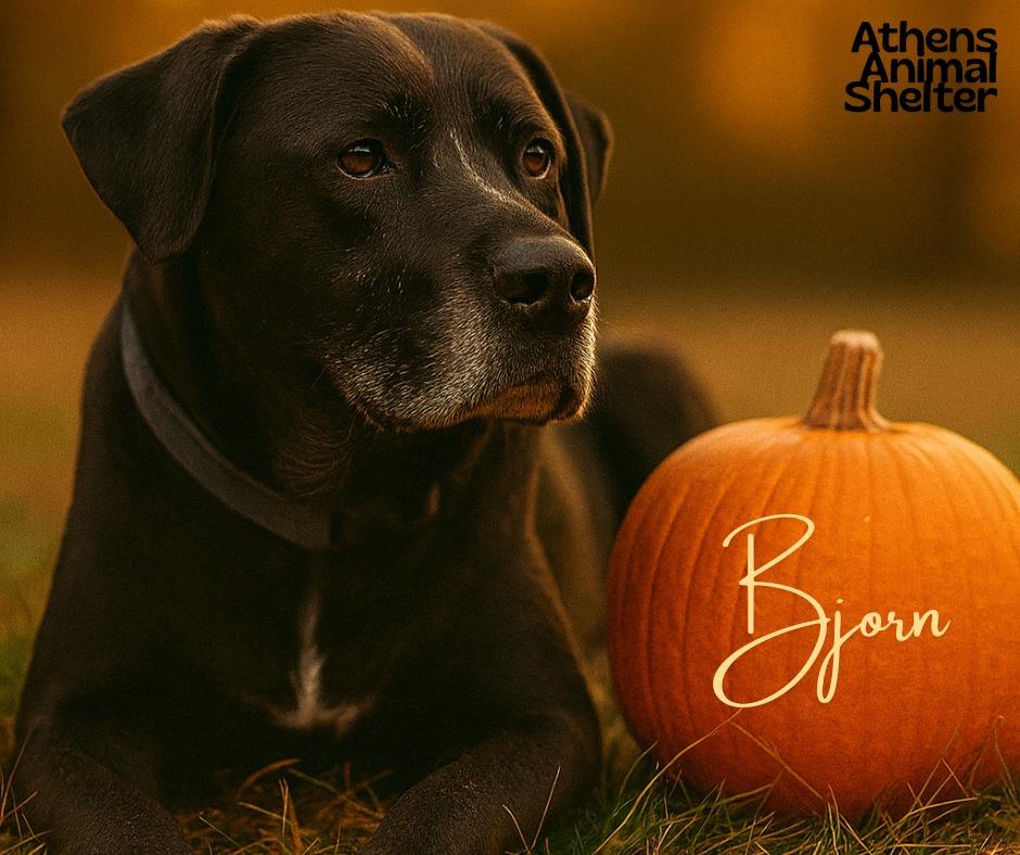 Enlarge BJORN, a Adoptable Black Labrador Retriever in Athens, AL image 4/6