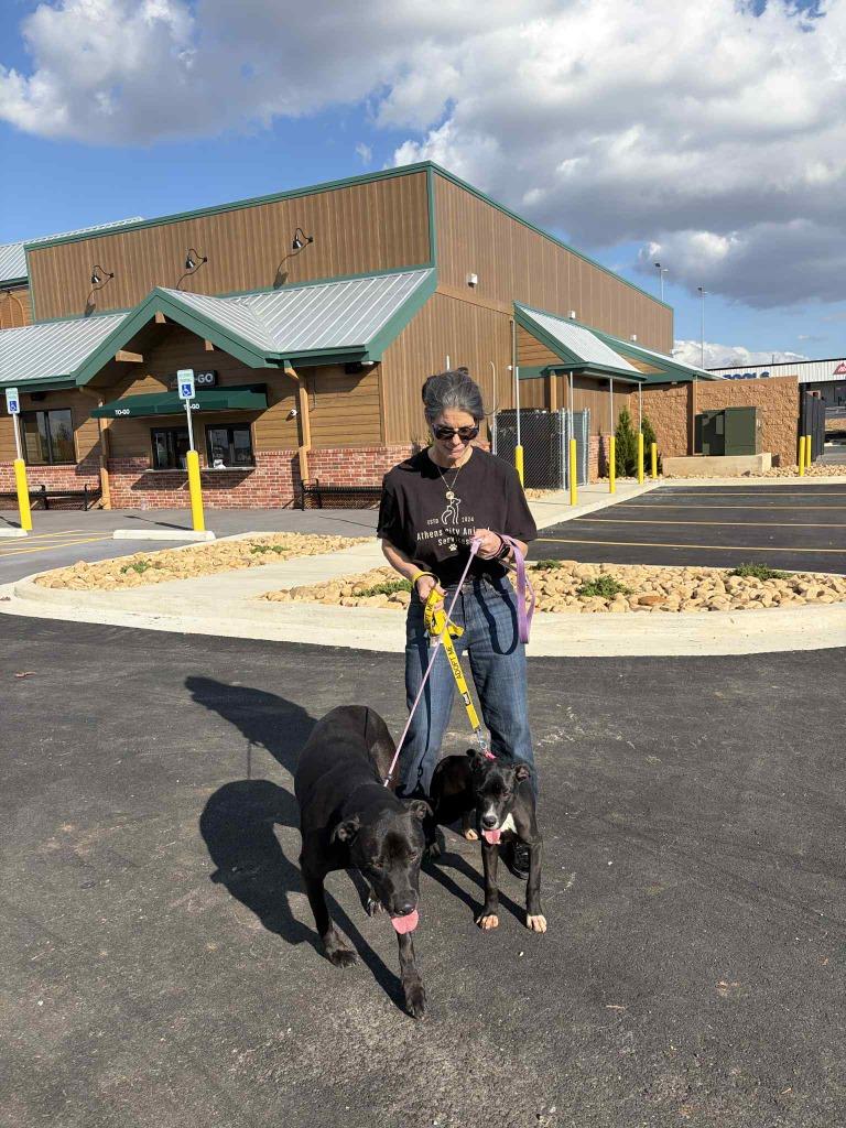Enlarge BJORN, a Adoptable Black Labrador Retriever in Athens, AL image 5/6