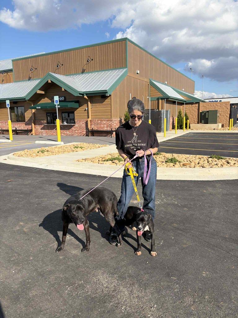 Enlarge BJORN, a Adoptable Black Labrador Retriever in Athens, AL image 6/6