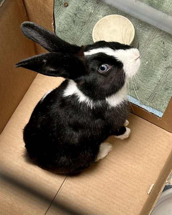 Papaya, Adoptable, Young Female Bunny Rabbit & Dutch.