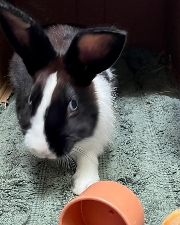 Enlarge Papaya, a Adoptable mixed breed in Novato, CA image 2/6