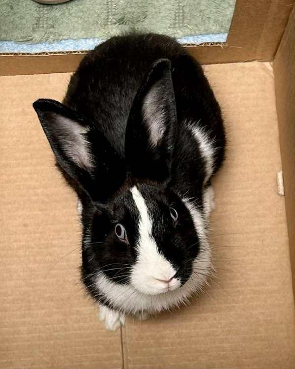 Enlarge Papaya, a Adoptable mixed breed in Novato, CA image 5/6