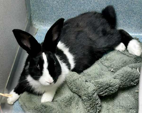 Enlarge Papaya, a Adoptable mixed breed in Novato, CA image 6/6