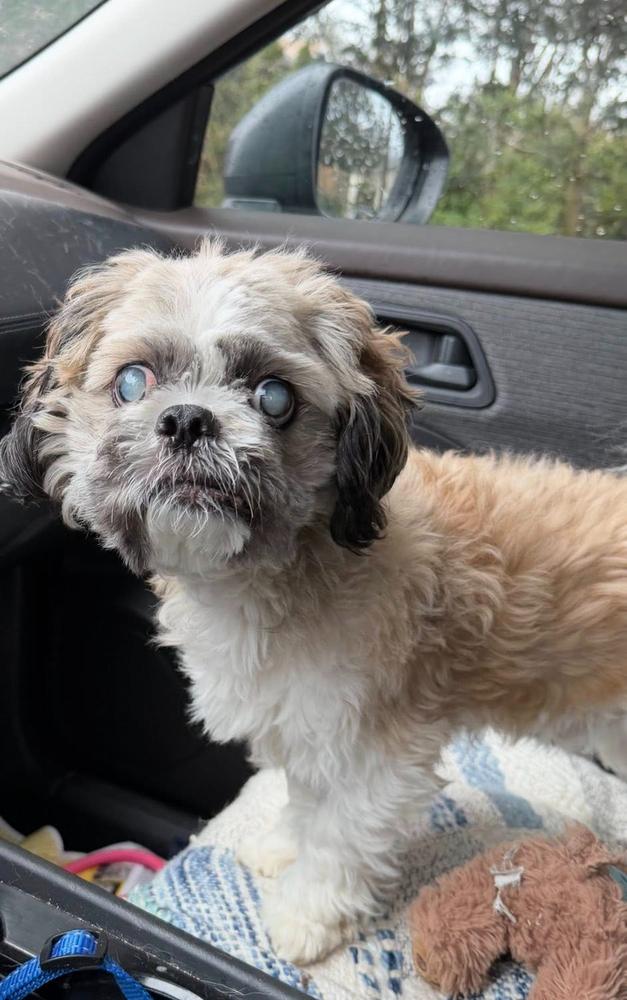 Bingo, Adoptable, Adult Male Shih Tzu.