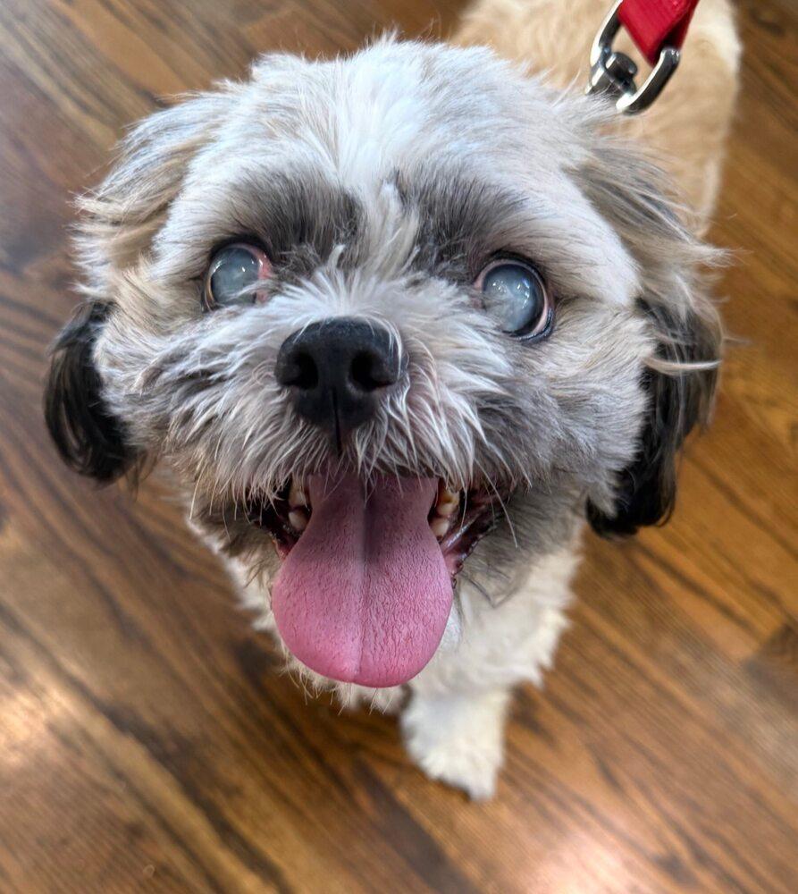 Enlarge Bingo, a Adoptable mixed breed in Huntington, NY image 2/2