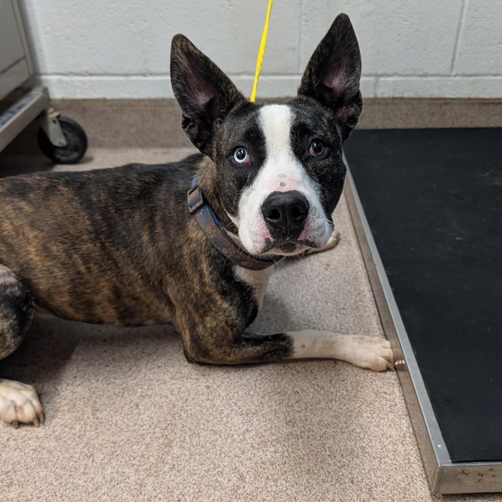 Molly, Adoptable, Young Female Husky & Pit Bull Terrier.