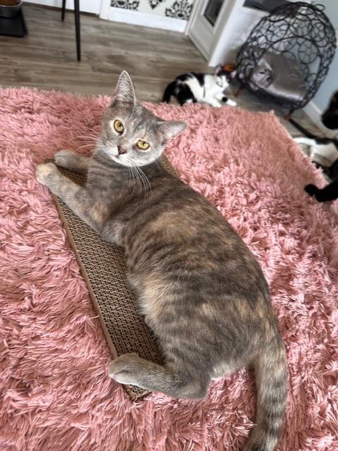 Enlarge Flower, a Adoptable Domestic Short Hair in Greensburg, PA image 1/2