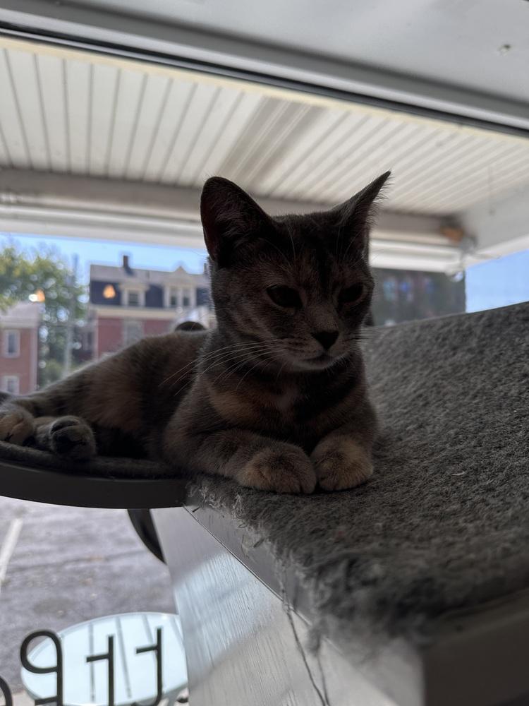 Enlarge Flower, a Adoptable Domestic Short Hair in Greensburg, PA image 2/2