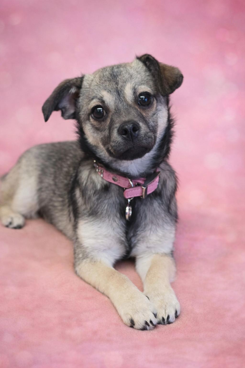 Enlarge Buffy, a ADOPTABLE mixed breed in San Pedro, CA image 2/6