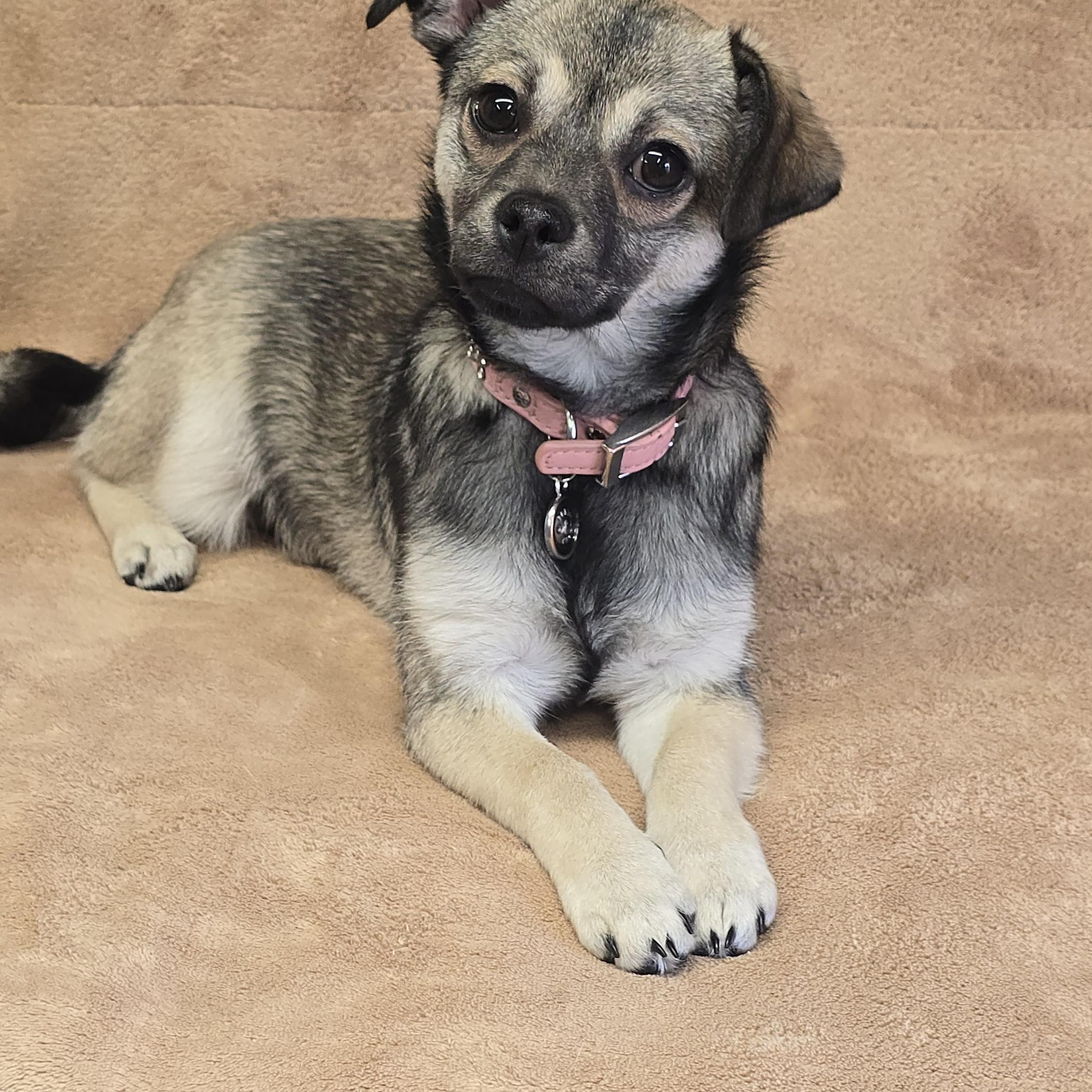 Enlarge Buffy, a ADOPTABLE mixed breed in San Pedro, CA image 5/6