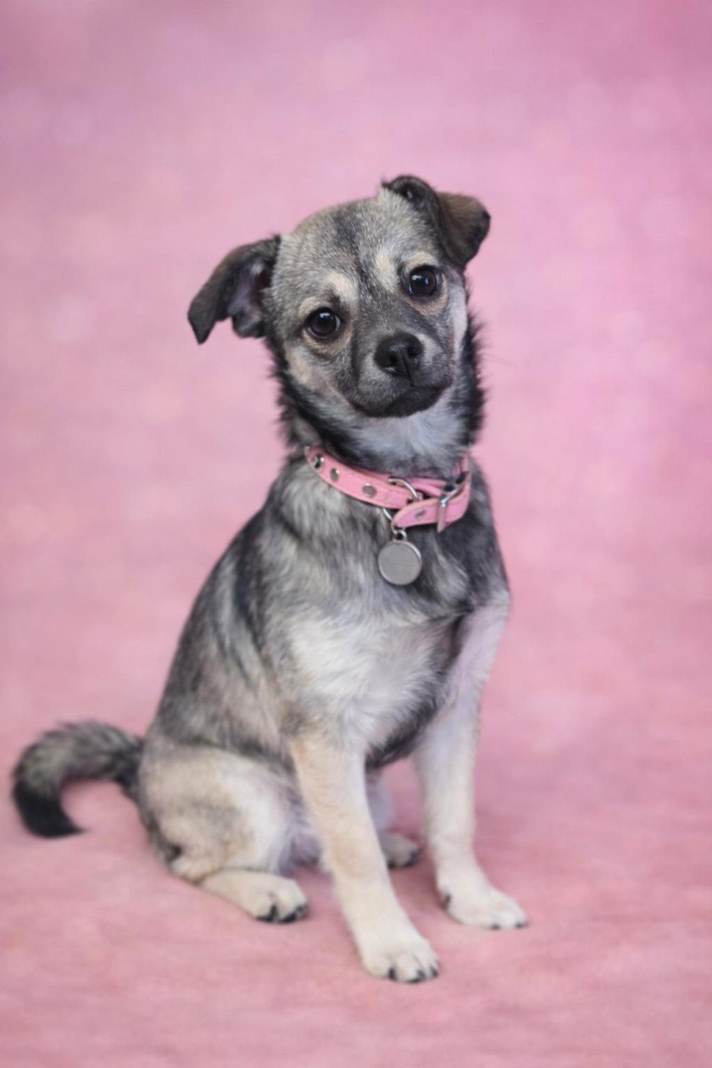 Enlarge Buffy, a ADOPTABLE mixed breed in San Pedro, CA image 3/6