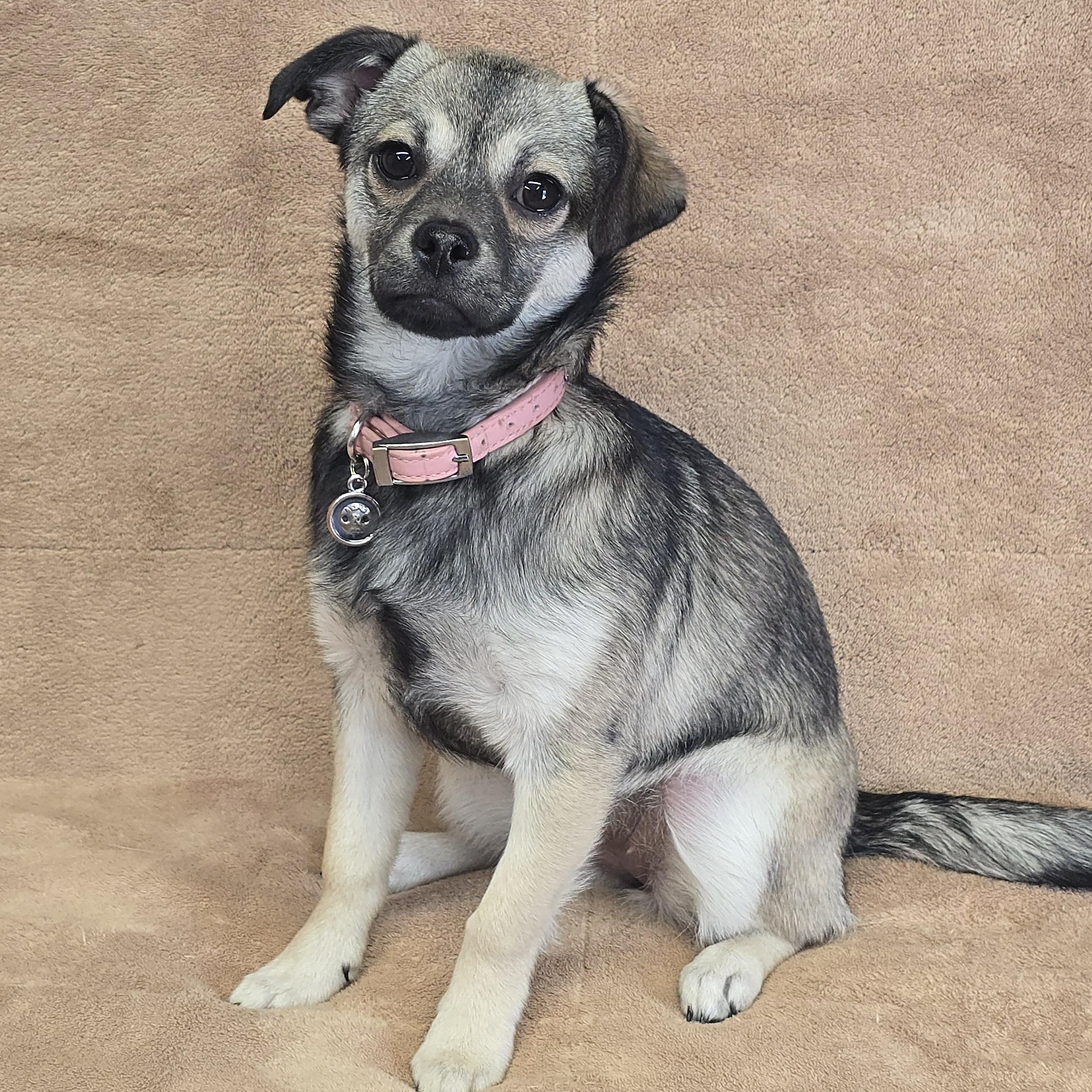 Enlarge Buffy, a ADOPTABLE mixed breed in San Pedro, CA image 4/6