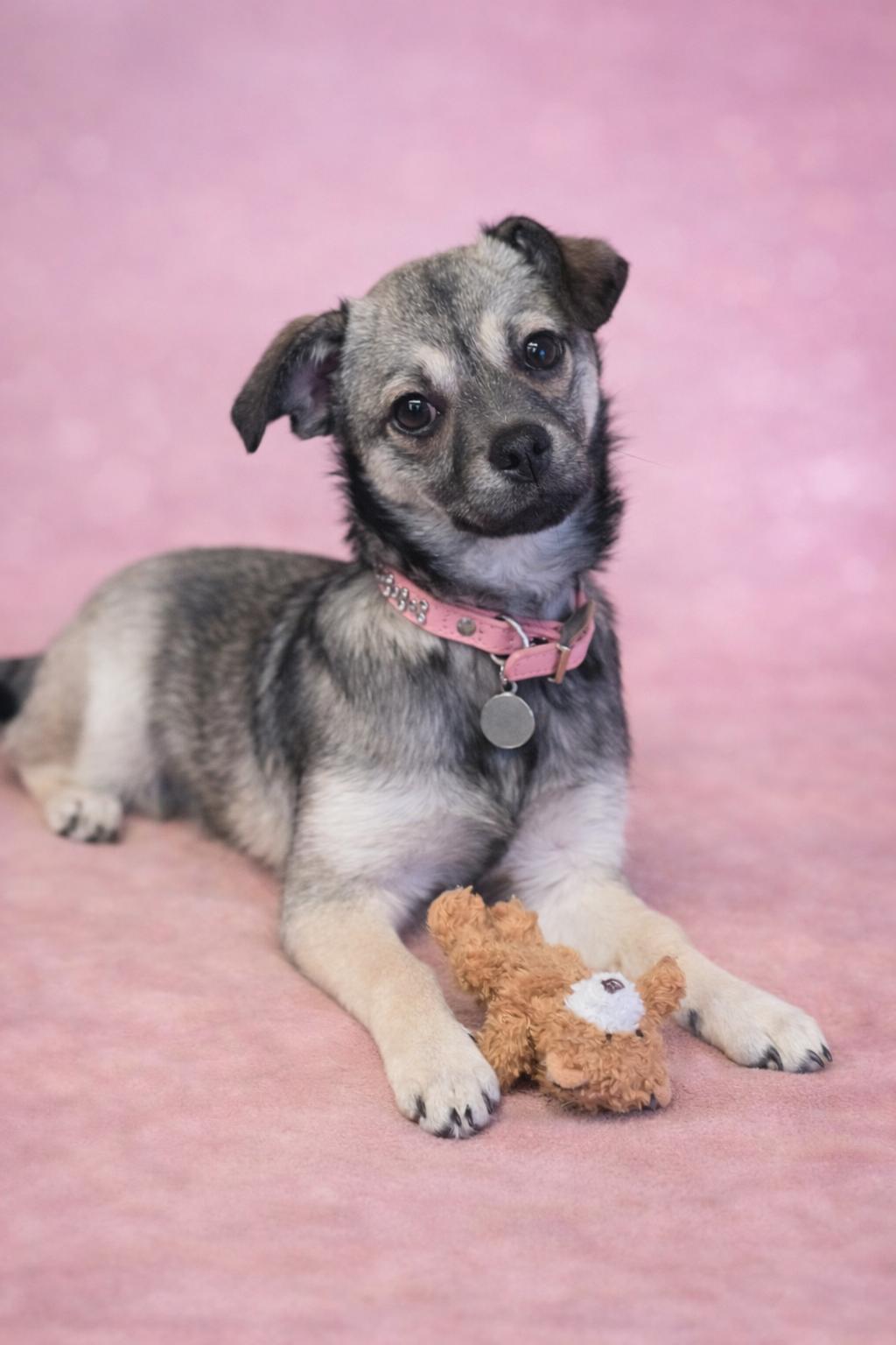 Enlarge Buffy, a ADOPTABLE mixed breed in San Pedro, CA image 1/6