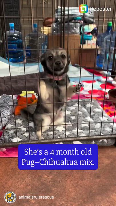 Enlarge Buffy, a ADOPTABLE mixed breed in San Pedro, CA video 6/6