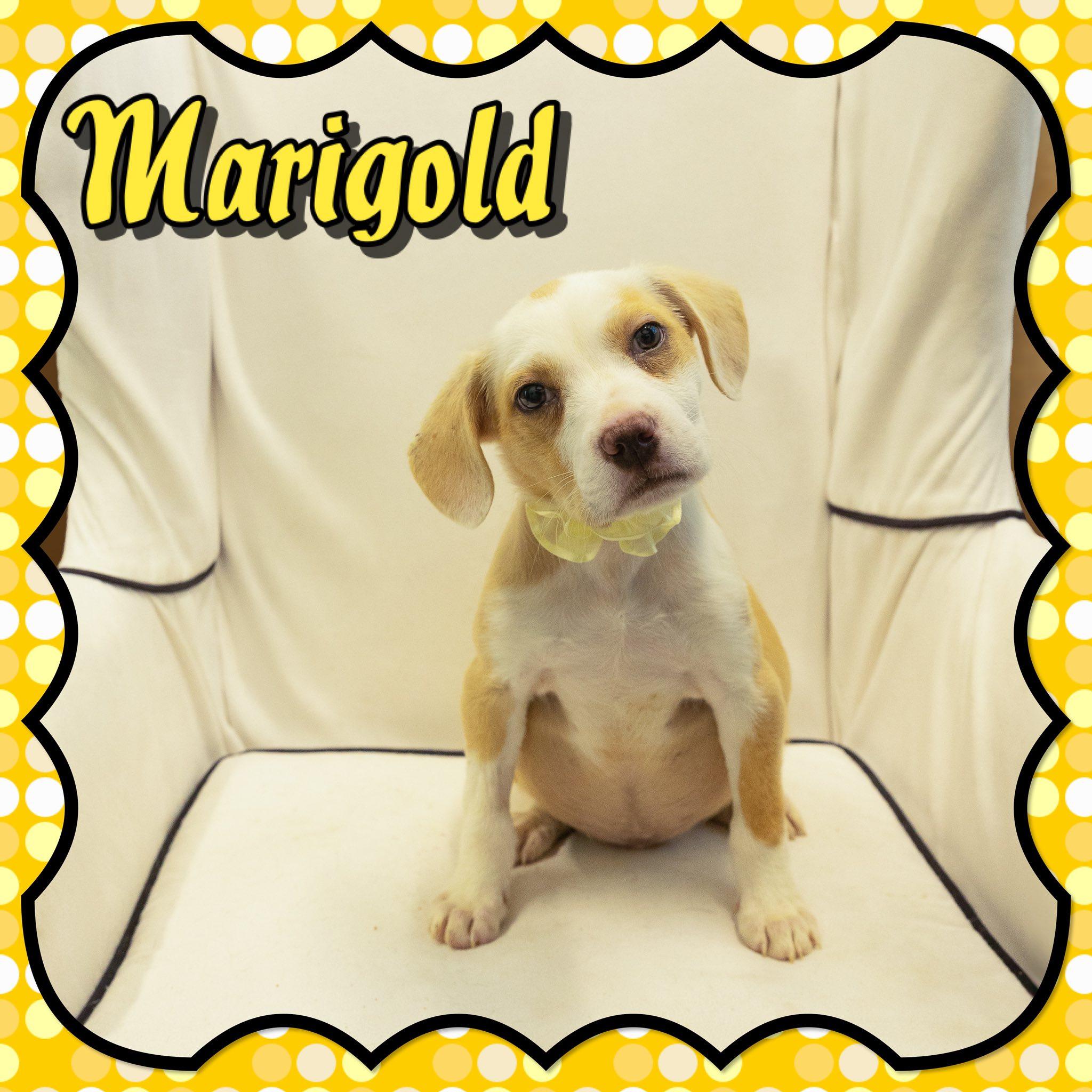 Marigold, adopted, Young Female Beagle & Retriever.