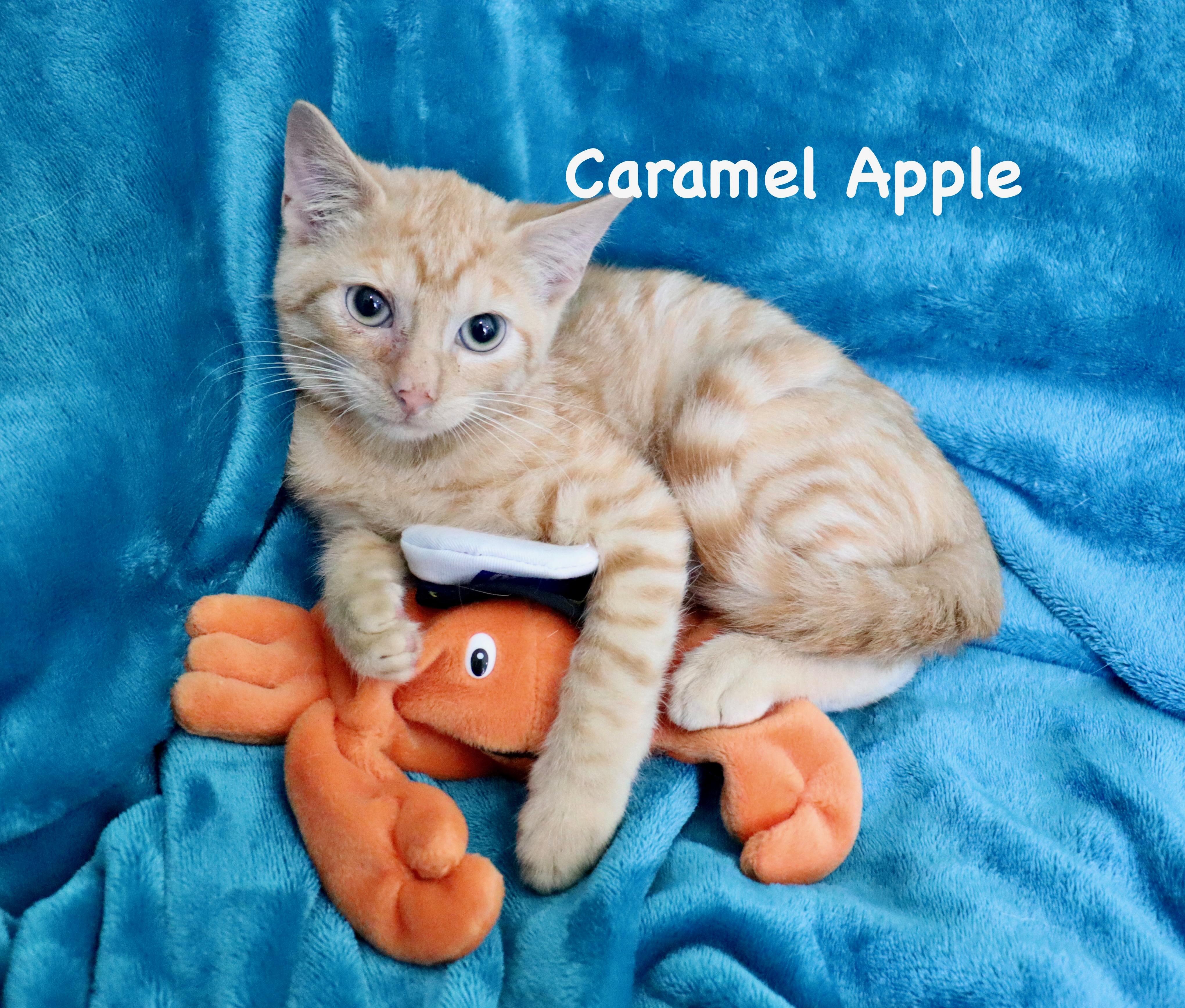 Caramel Apple