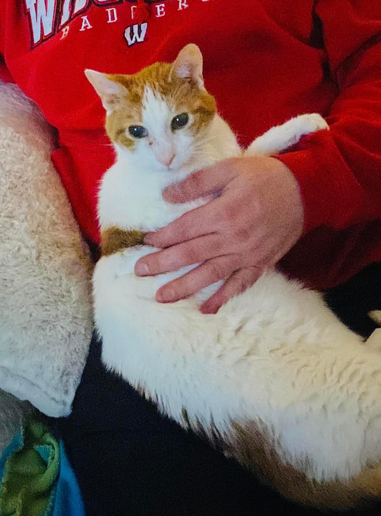 Enlarge Quinn, a Adoptable Domestic Short Hair in Stoughton, WI image 6/6