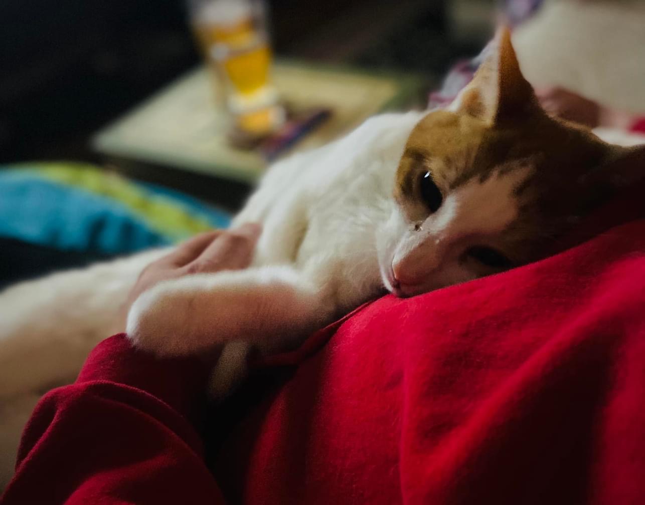 Enlarge Quinn, a Adoptable Domestic Short Hair in Stoughton, WI image 5/6