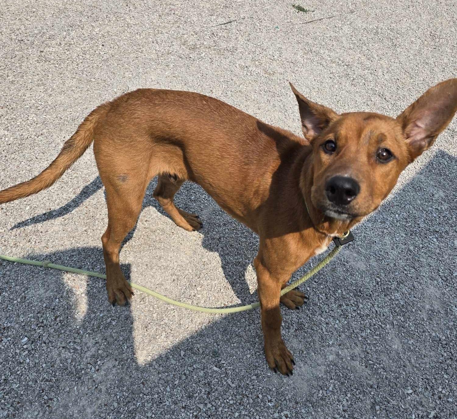 Boone (in a FOSTER home) photo 3