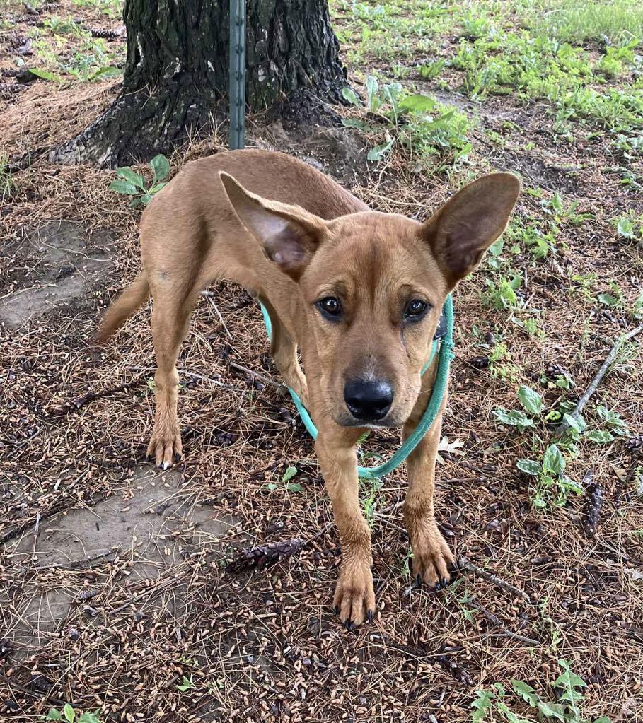 Boone (in a FOSTER home) photo 2