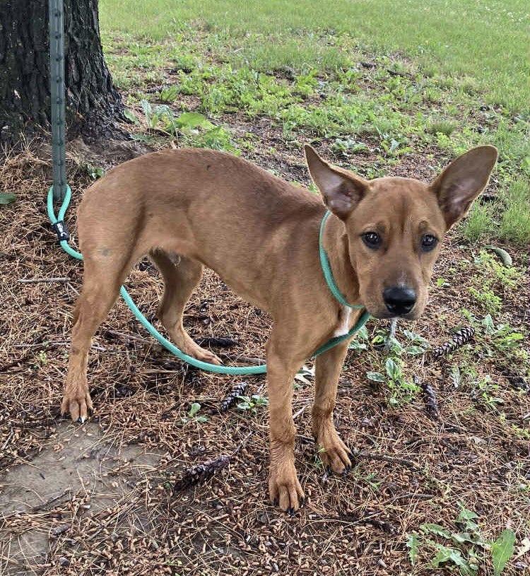 Boone (in a FOSTER home), Baby Male Plott Hound