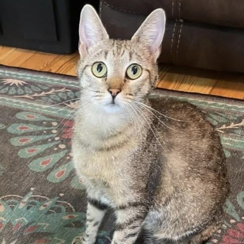 Hope, ADOPTABLE, Adult Female Domestic Short Hair & Tabby.