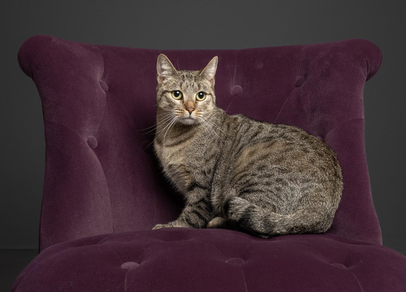 Enlarge Hope, a Adoptable mixed breed in Santa Rosa, CA image 3/4